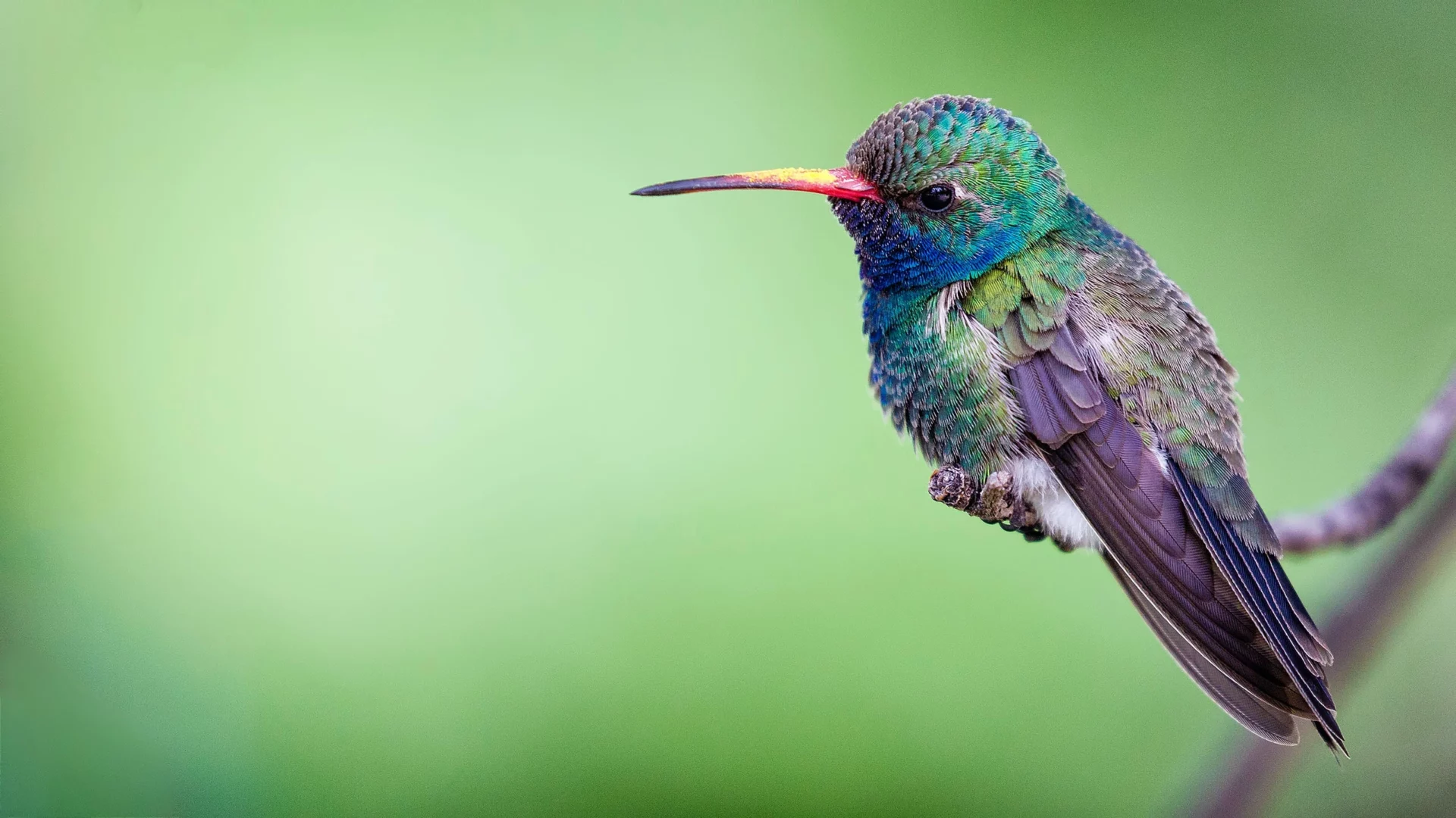 how often do hummingbirds sleep
