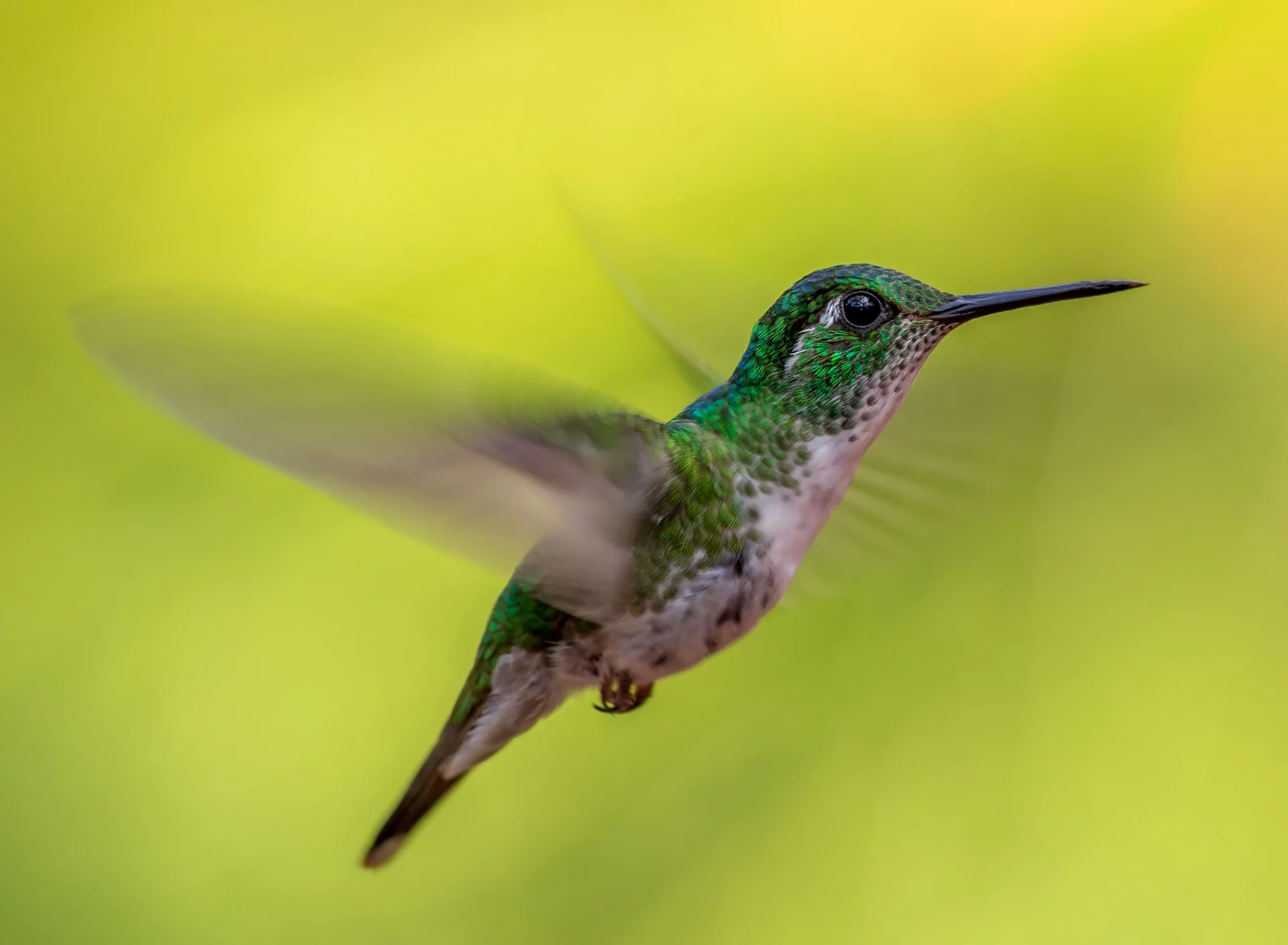 do hummingbirds return to the same place ev