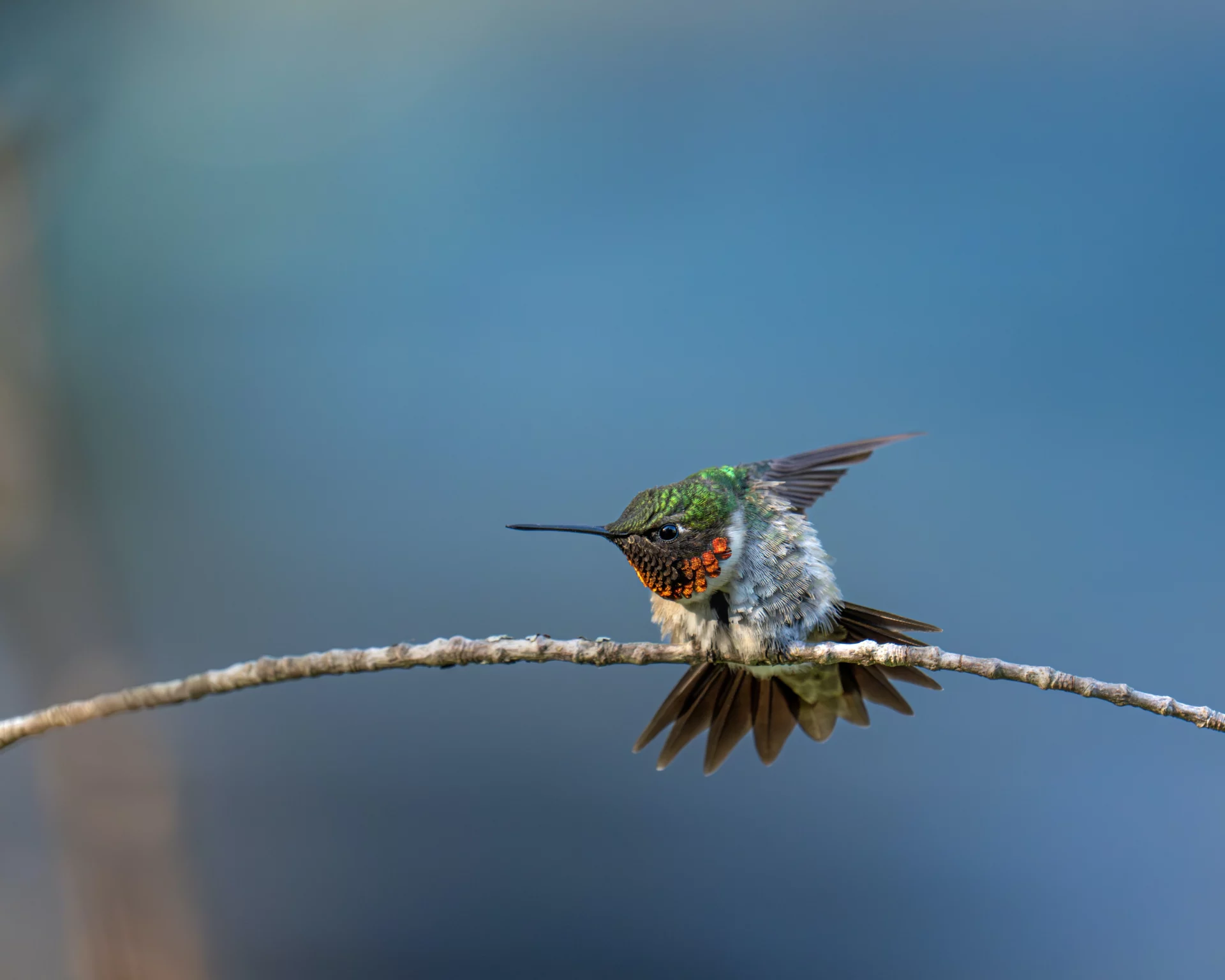 do hummingbirds sleep upside down