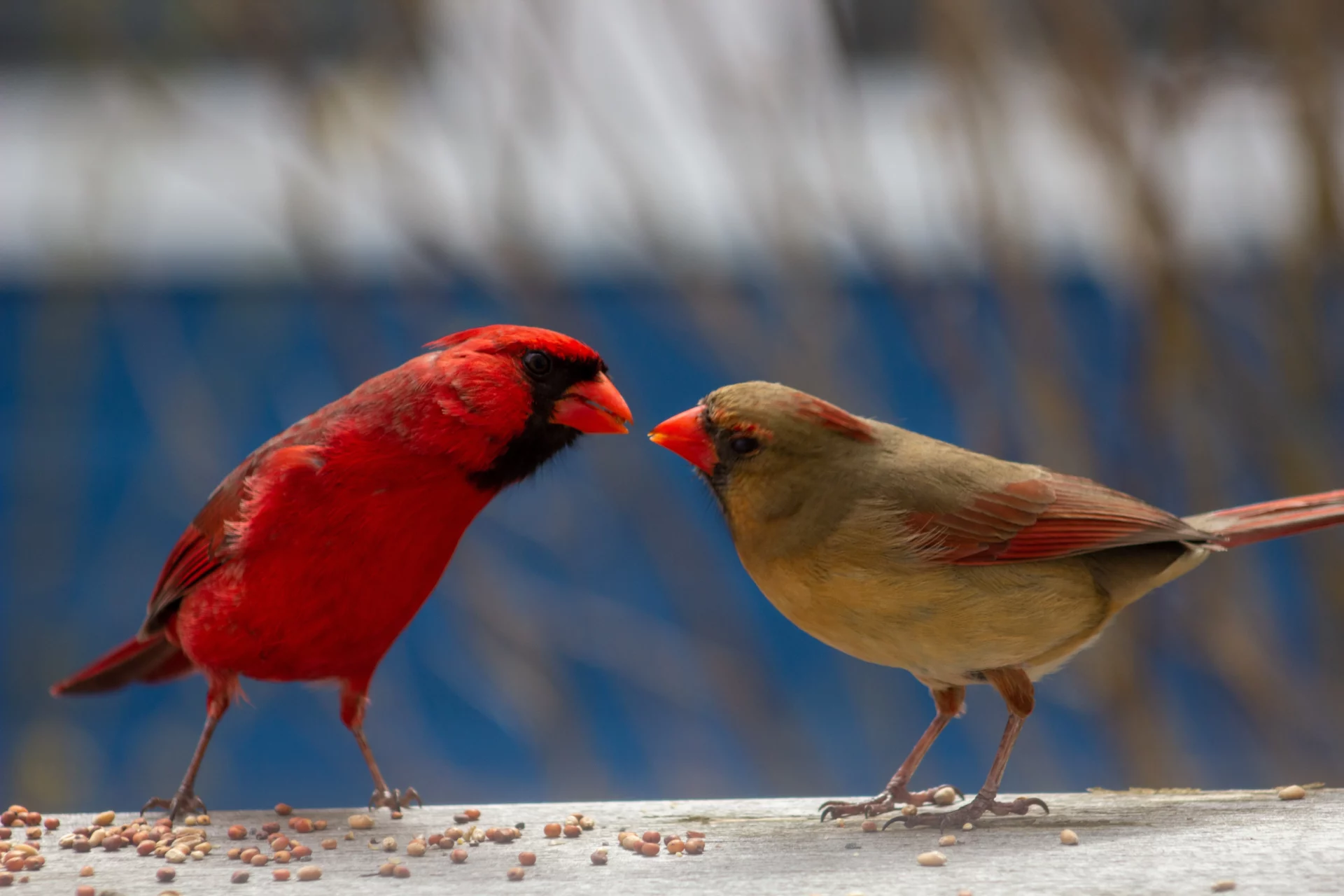 male vs female cardinals
