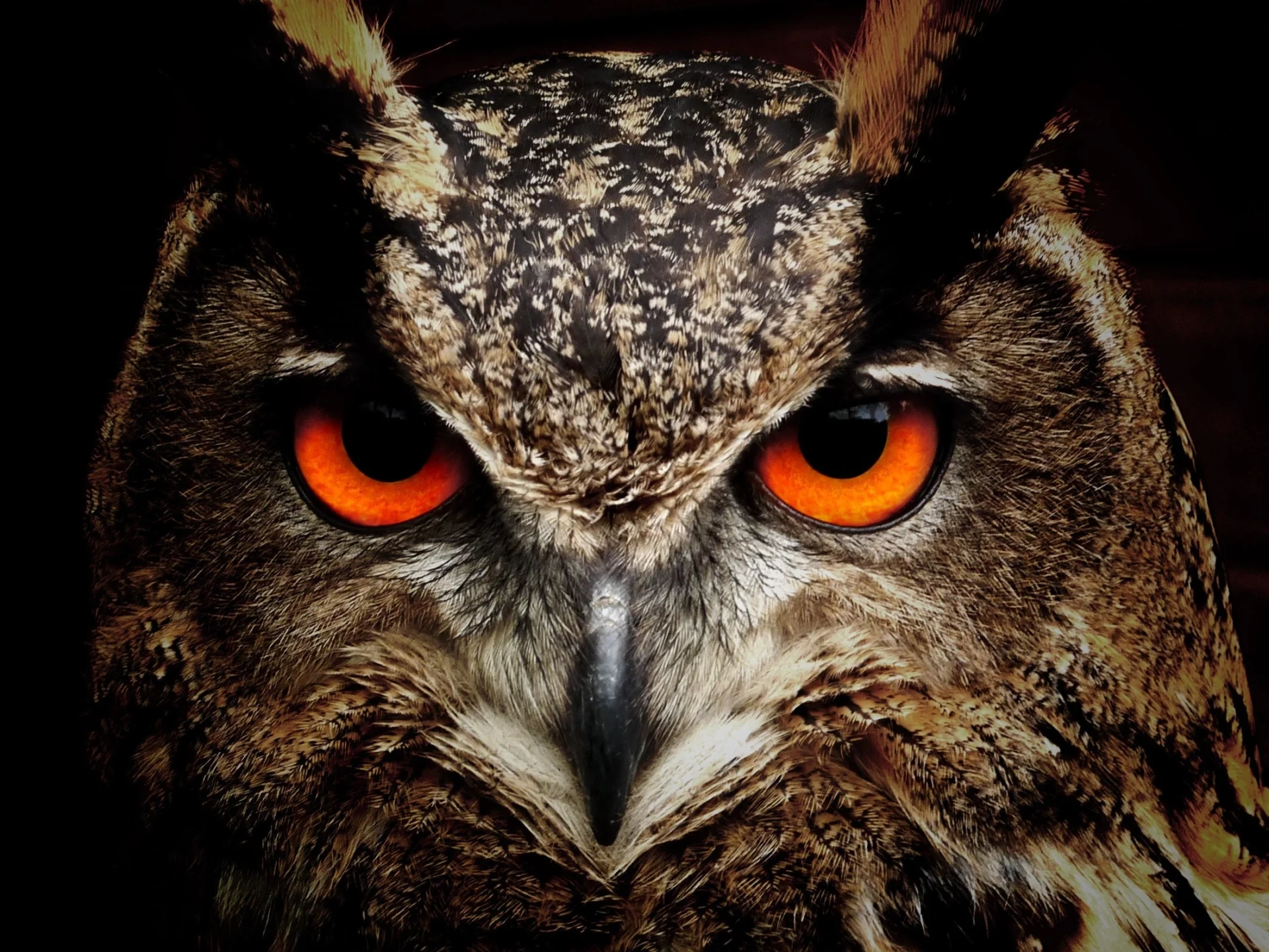 can owls move their eyes