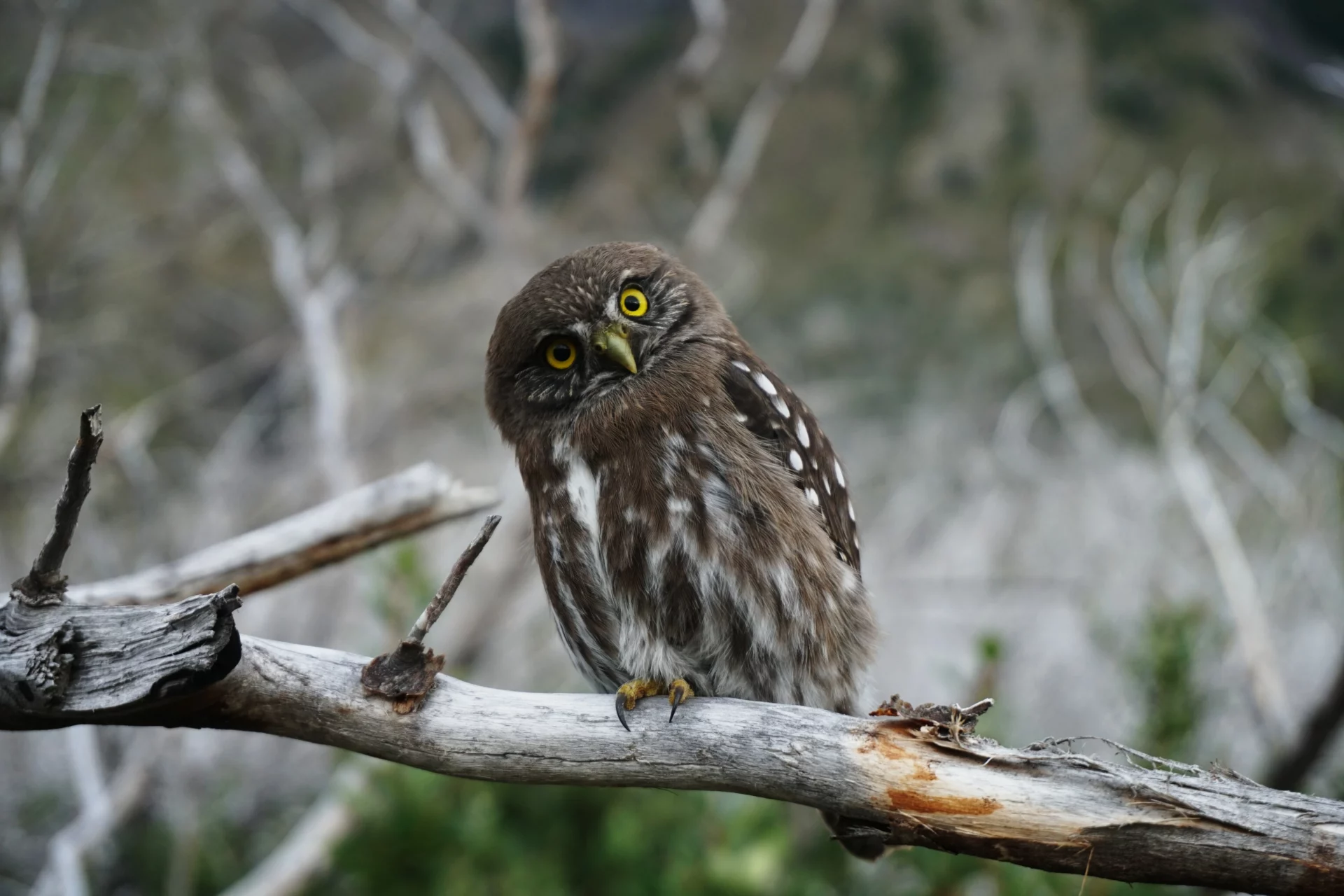 Discovering The Worlds 11 Rarest Owls