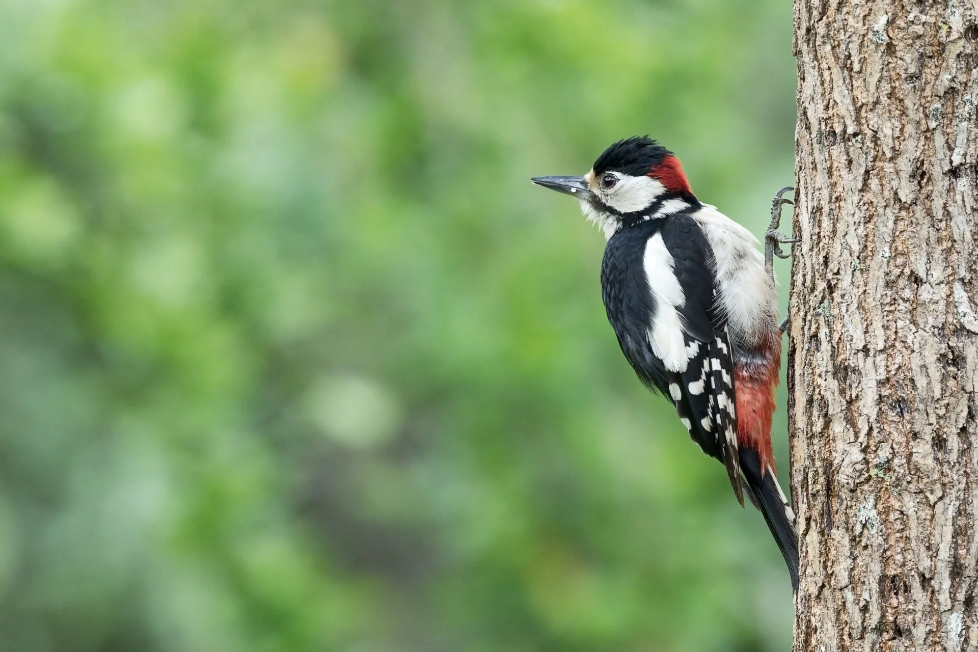 woodpeckers in new hampshire