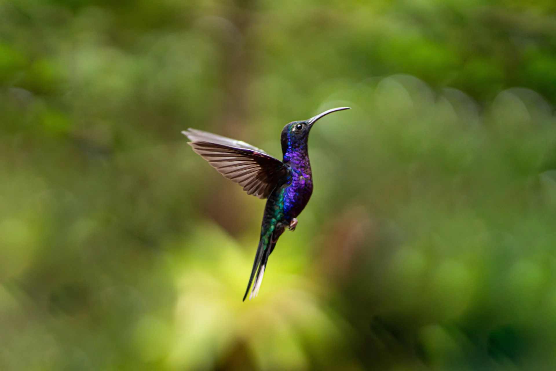 do hummingbirds change color