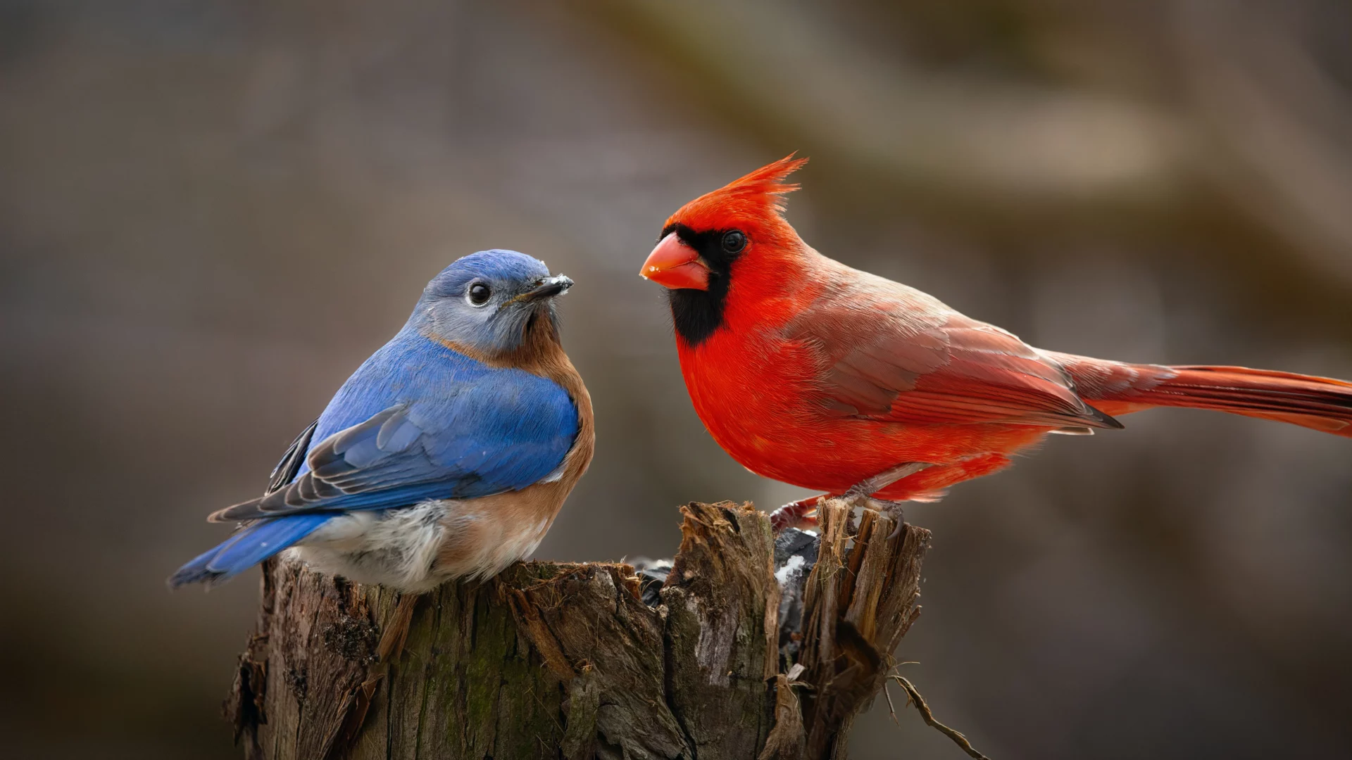 do blue jays and cardinals get along
