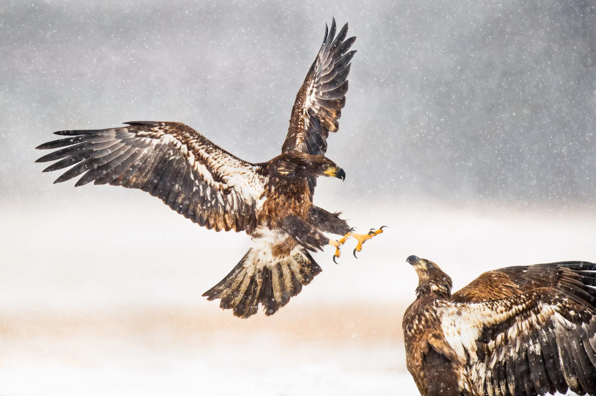 how do eagles kill their prey