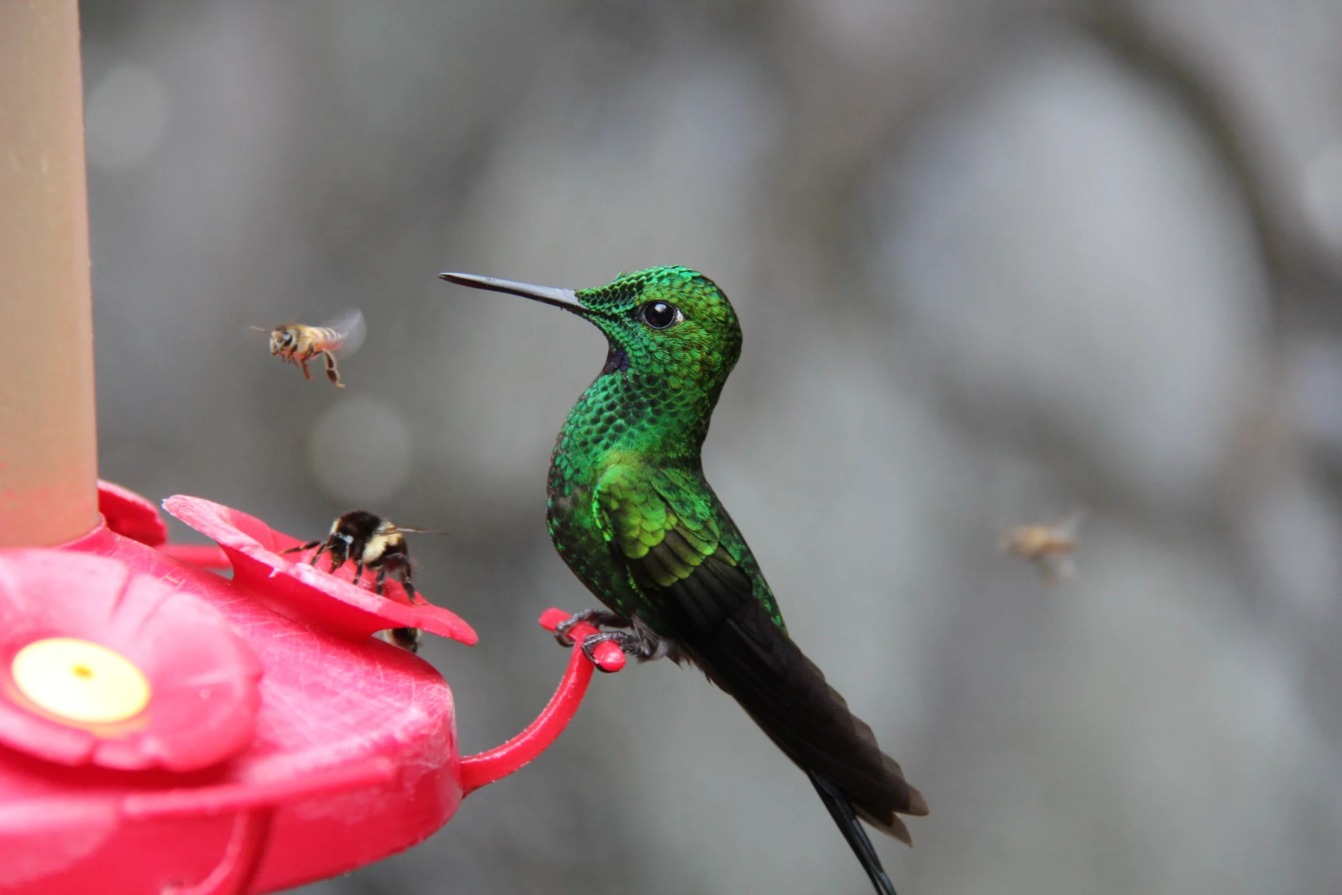 how to get hummingbirds out of garage