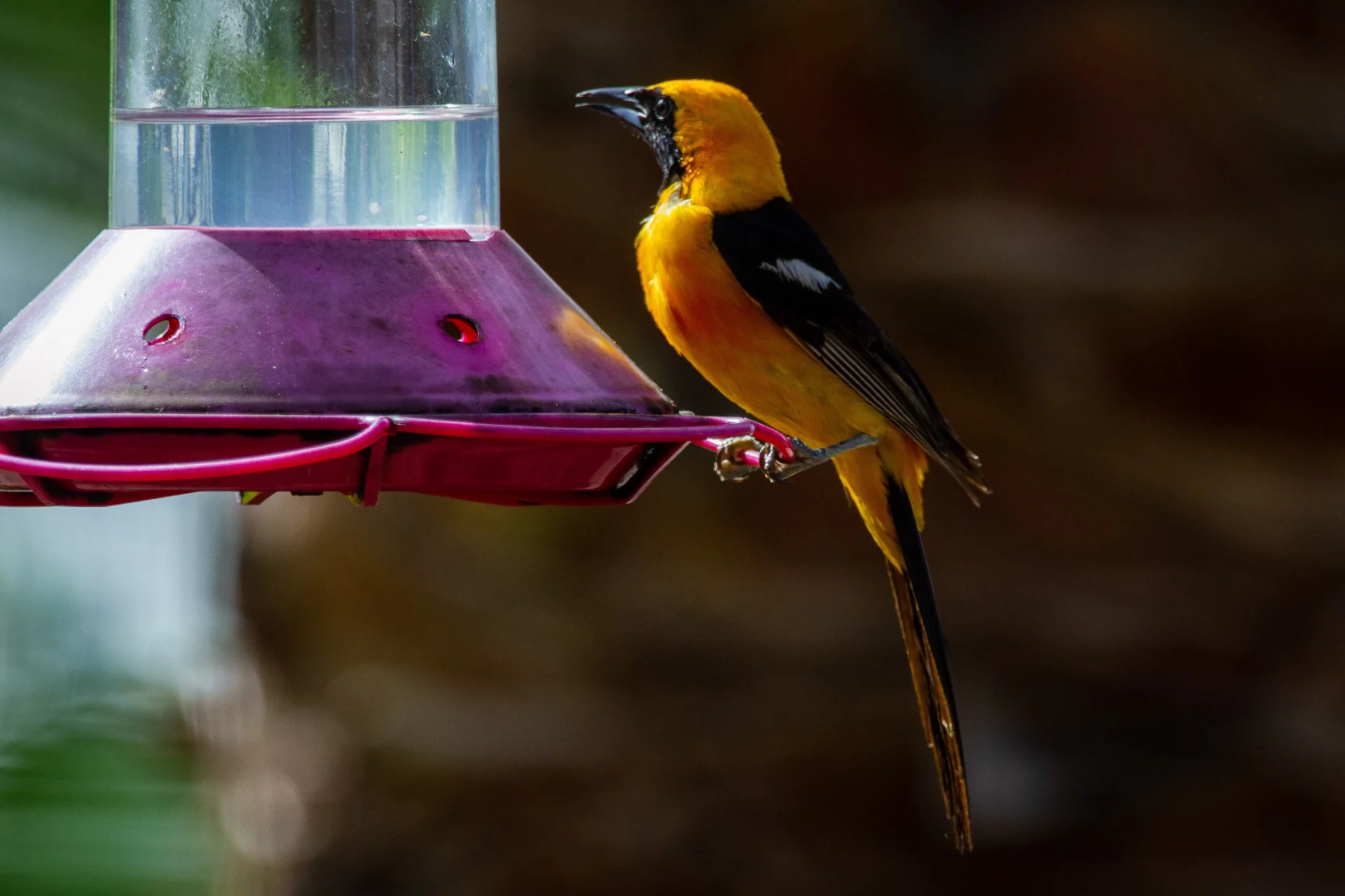 can hummingbirds use oriole feeders