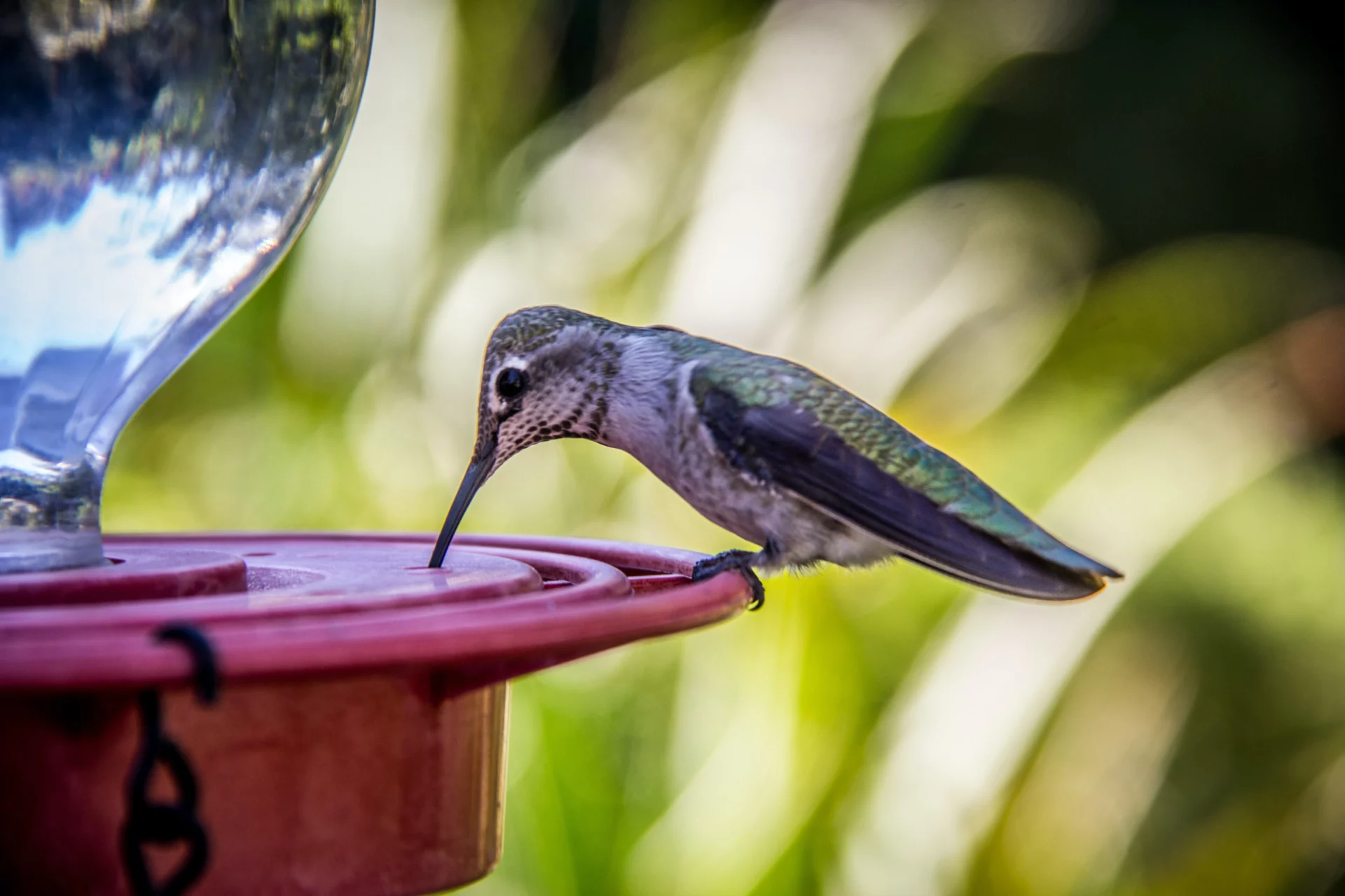 is sugar water bad for hummingbirds