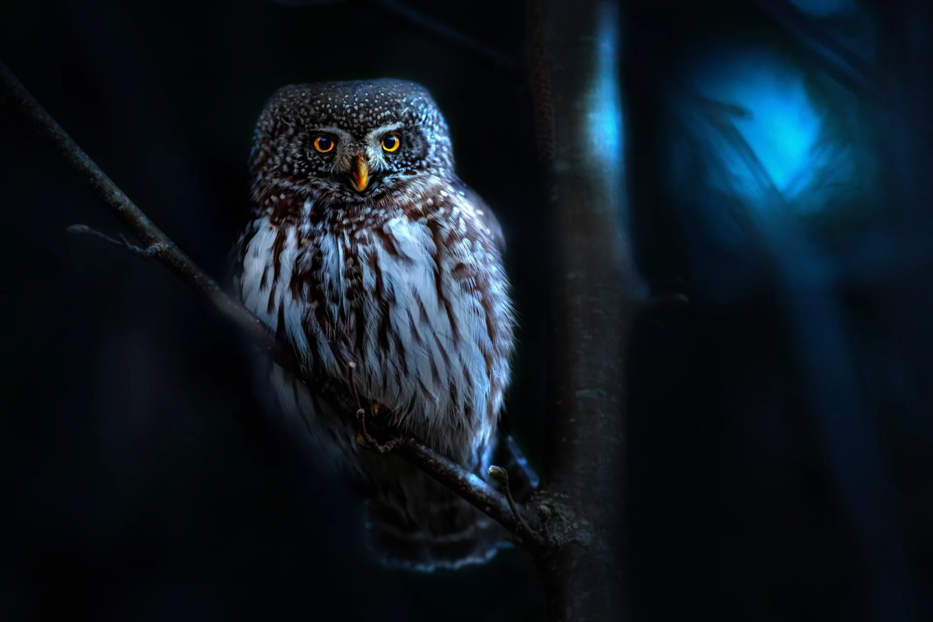 can owls see in the dark