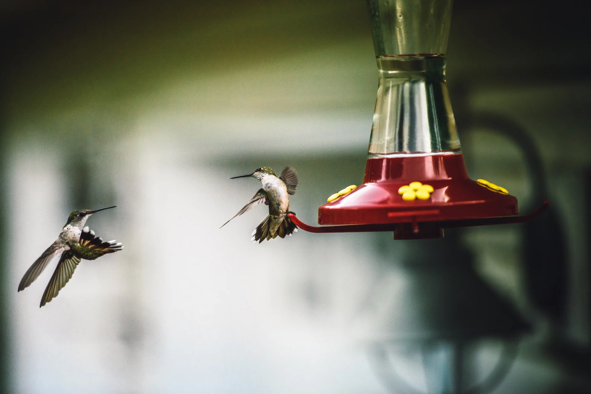 are hummingbirds friendly to humans