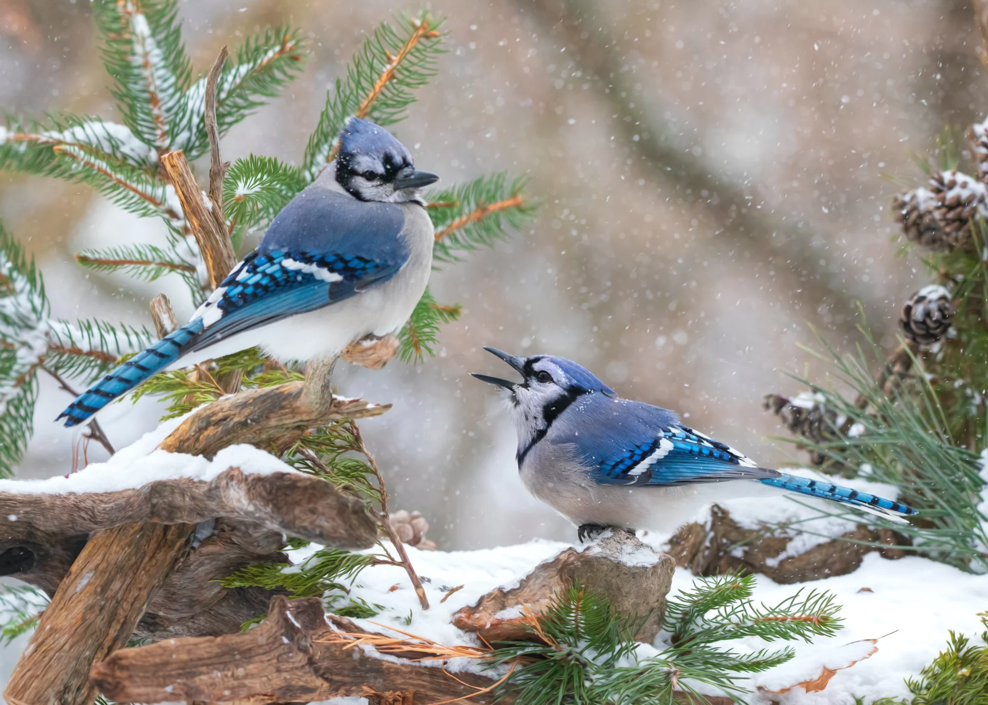 what does a blue jay sound like