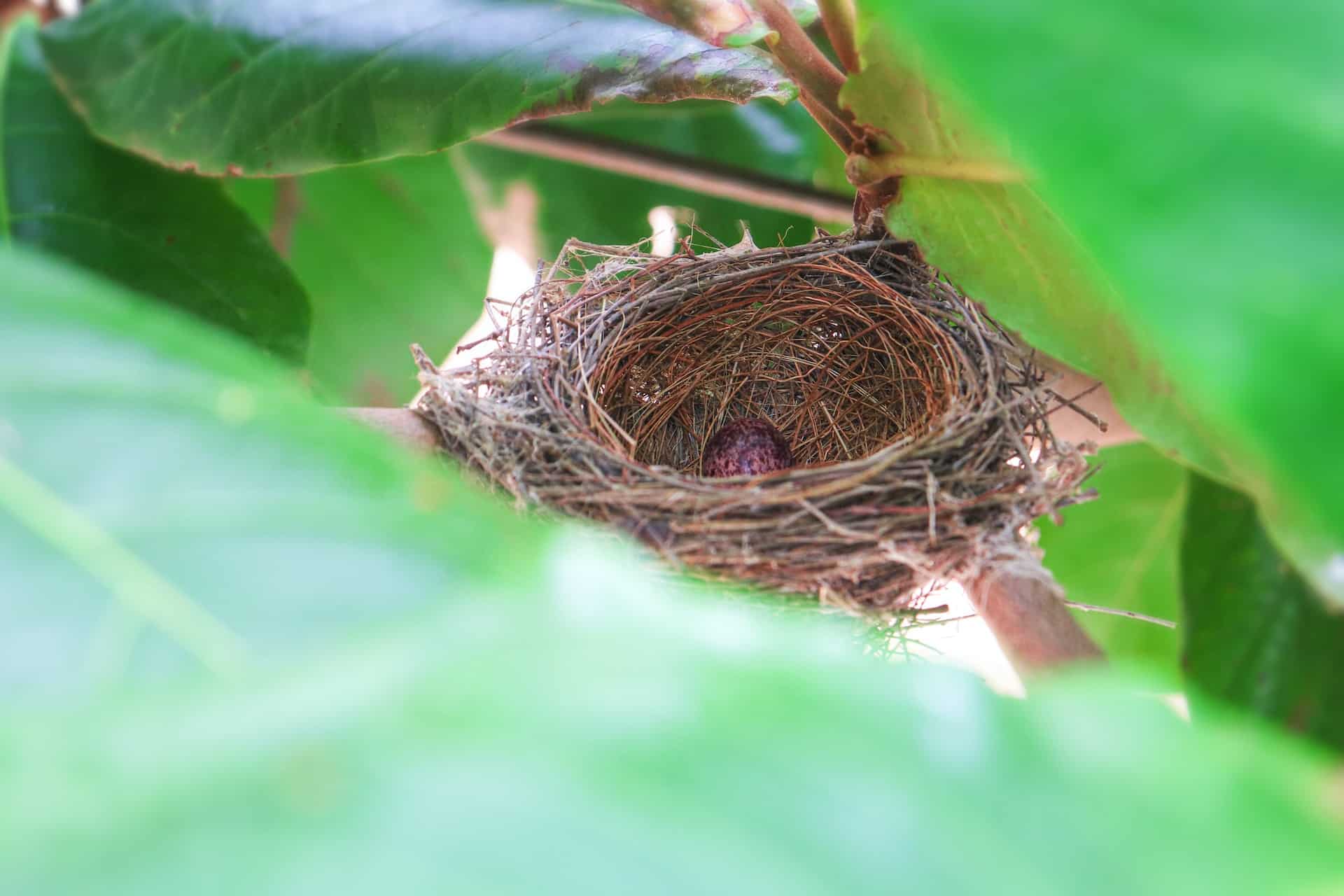 Cardinals Nest