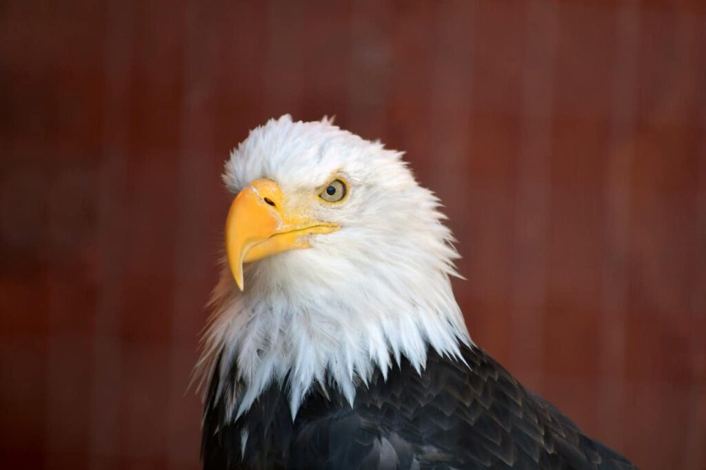 Eagle Molting Process: Three Phases For Beautiful Feathers