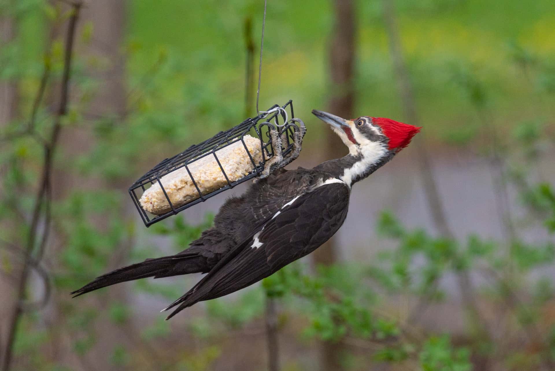 Pileated Woodpecker taking food