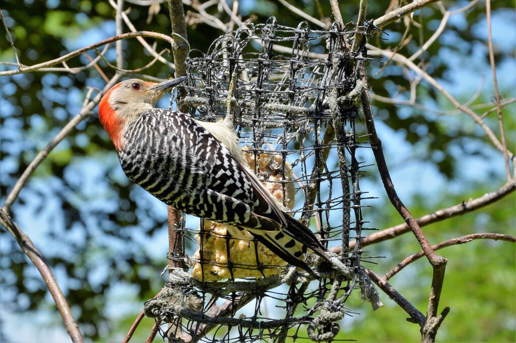 Male vs Female Woodpecker - How Can You Identify Them?