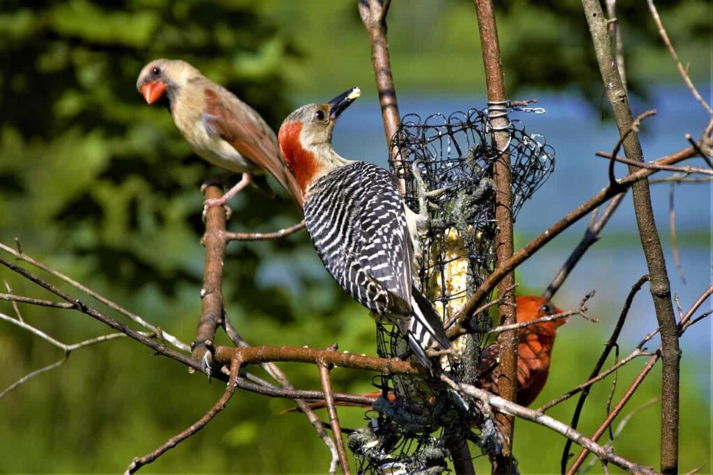 Do Woodpeckers Mate for Life or Not?