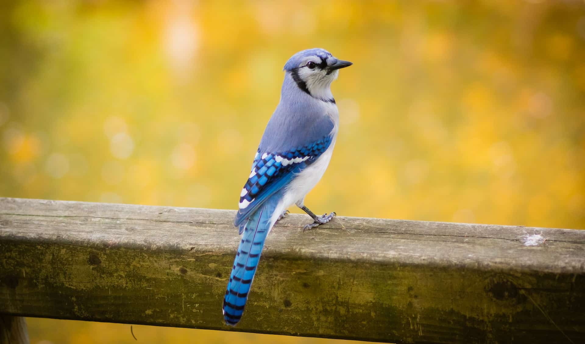 are blue jays friendly to humans