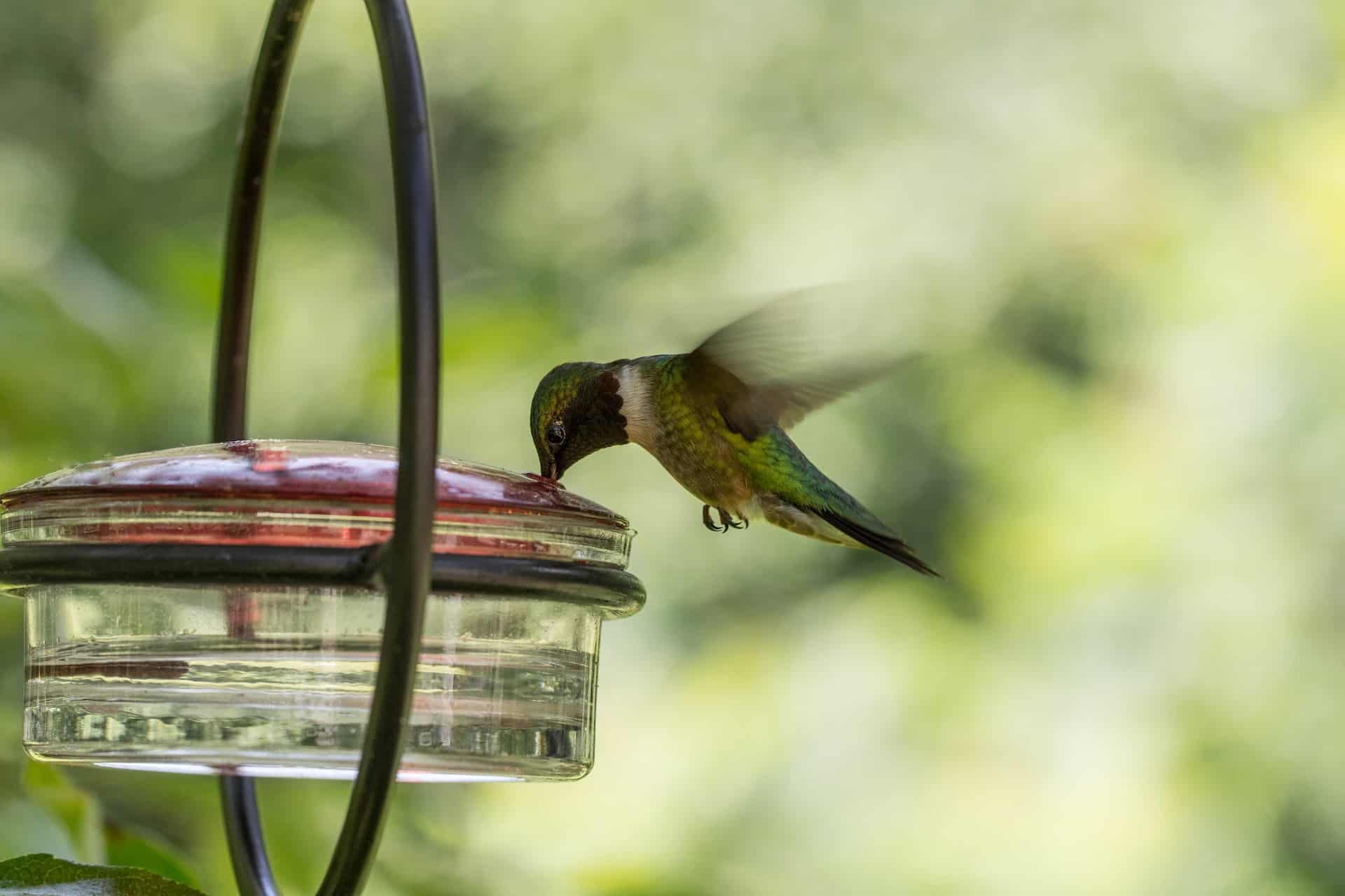 best bee proof hummingbird feeder