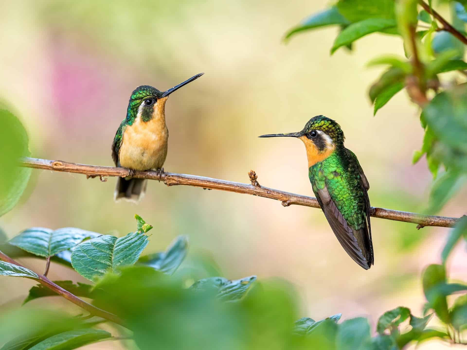 do hummingbirds feed at night