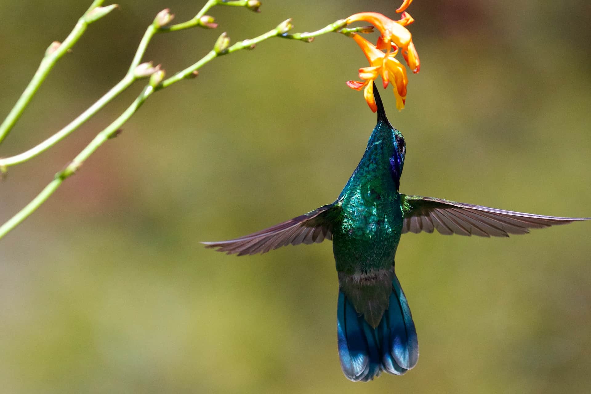 do hummingbirds poop