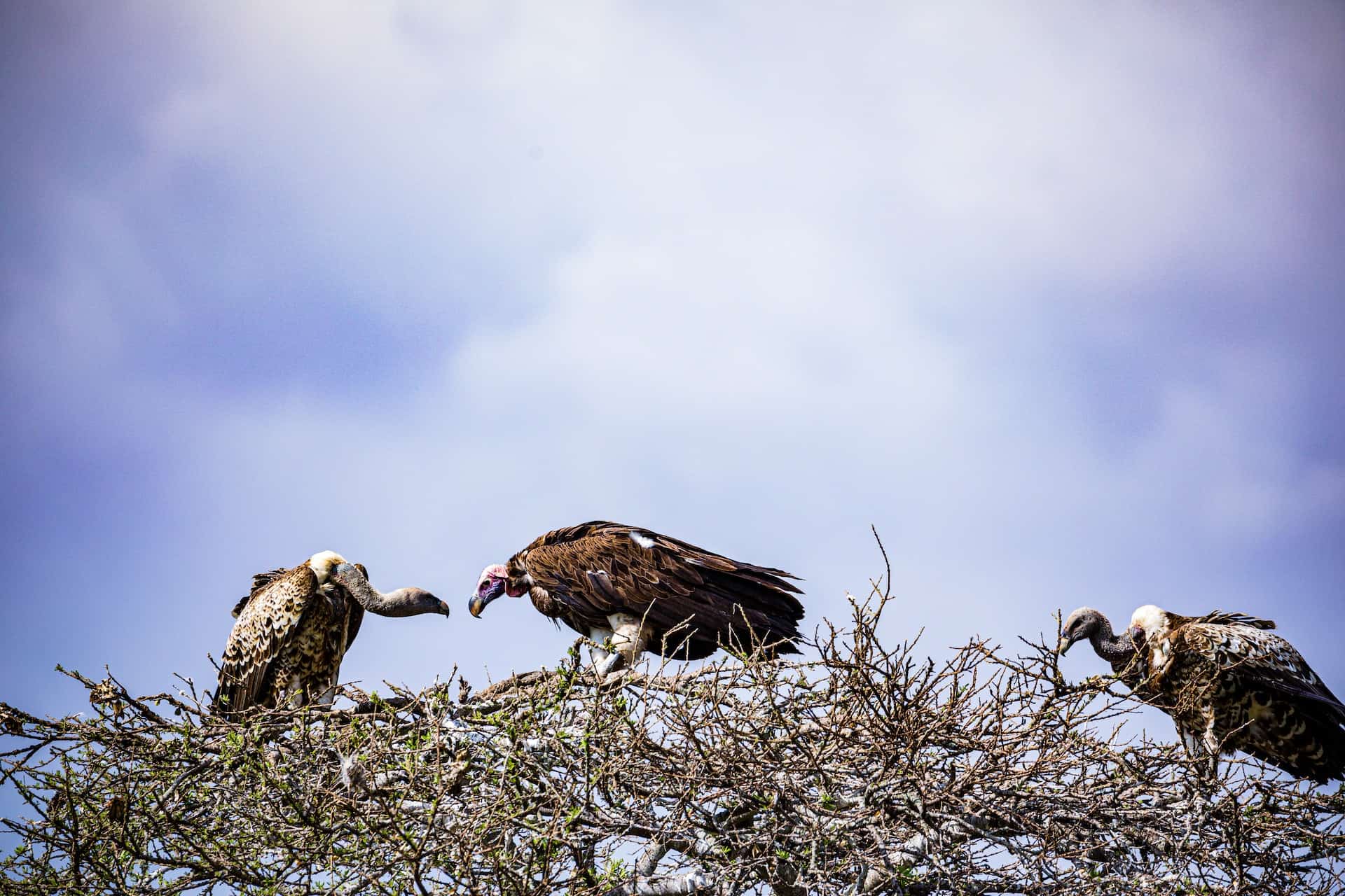 eagle vs vulture