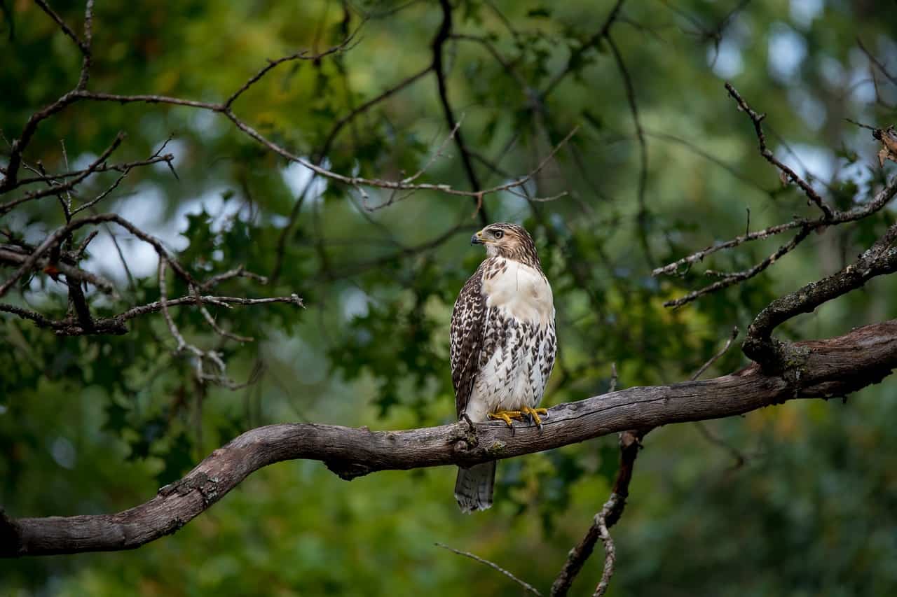 hawk sitting on a tree