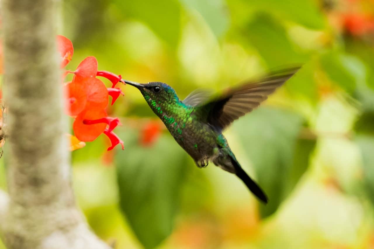 hummingbird as pet