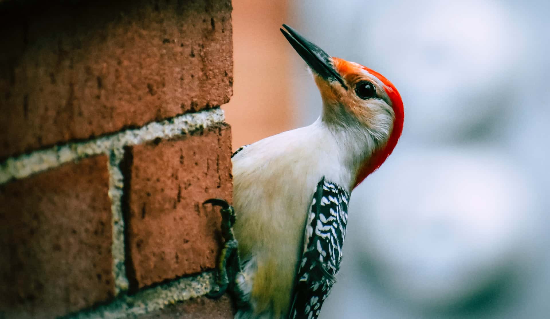male vs female woodpecker