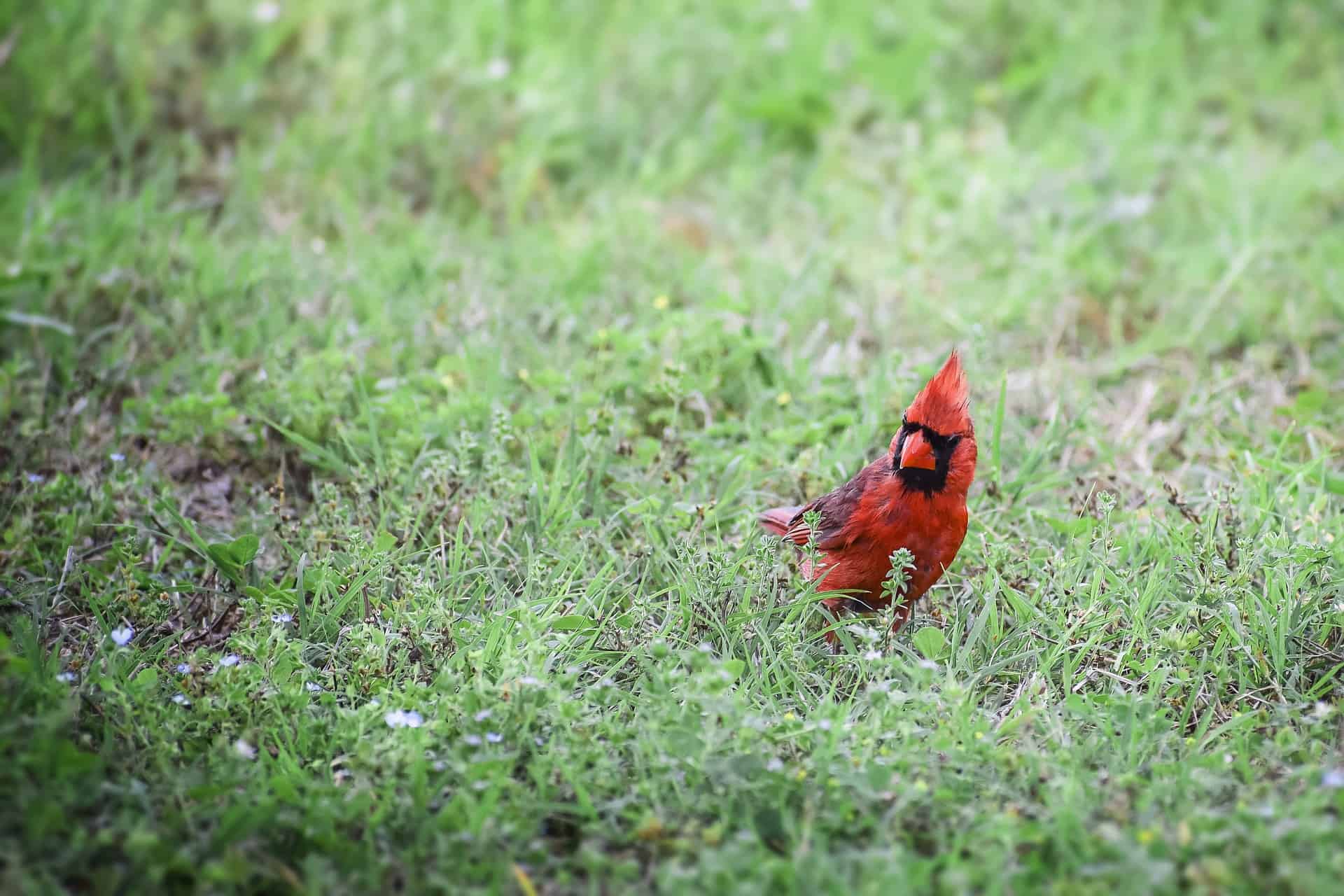why do cardinals peck at windows