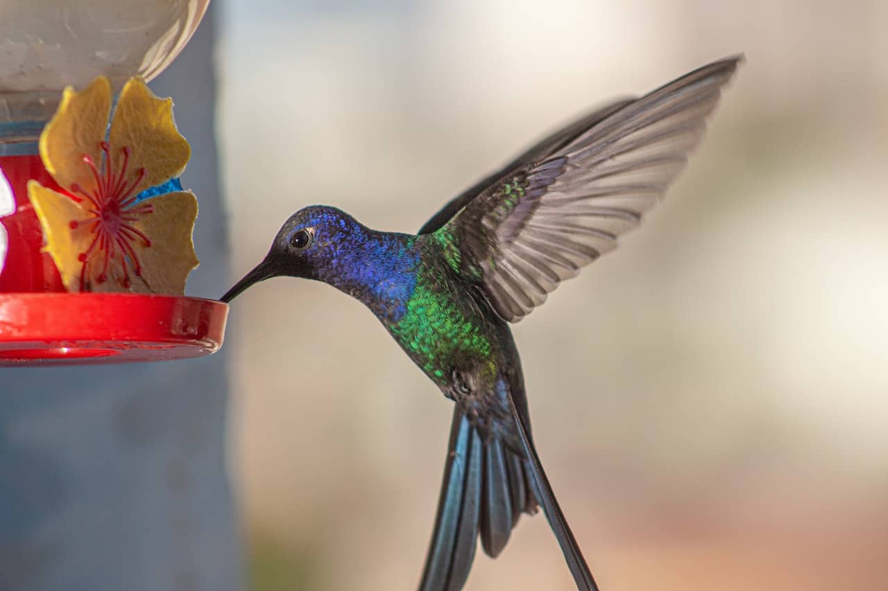 why do hummingbirds stop coming to feeders