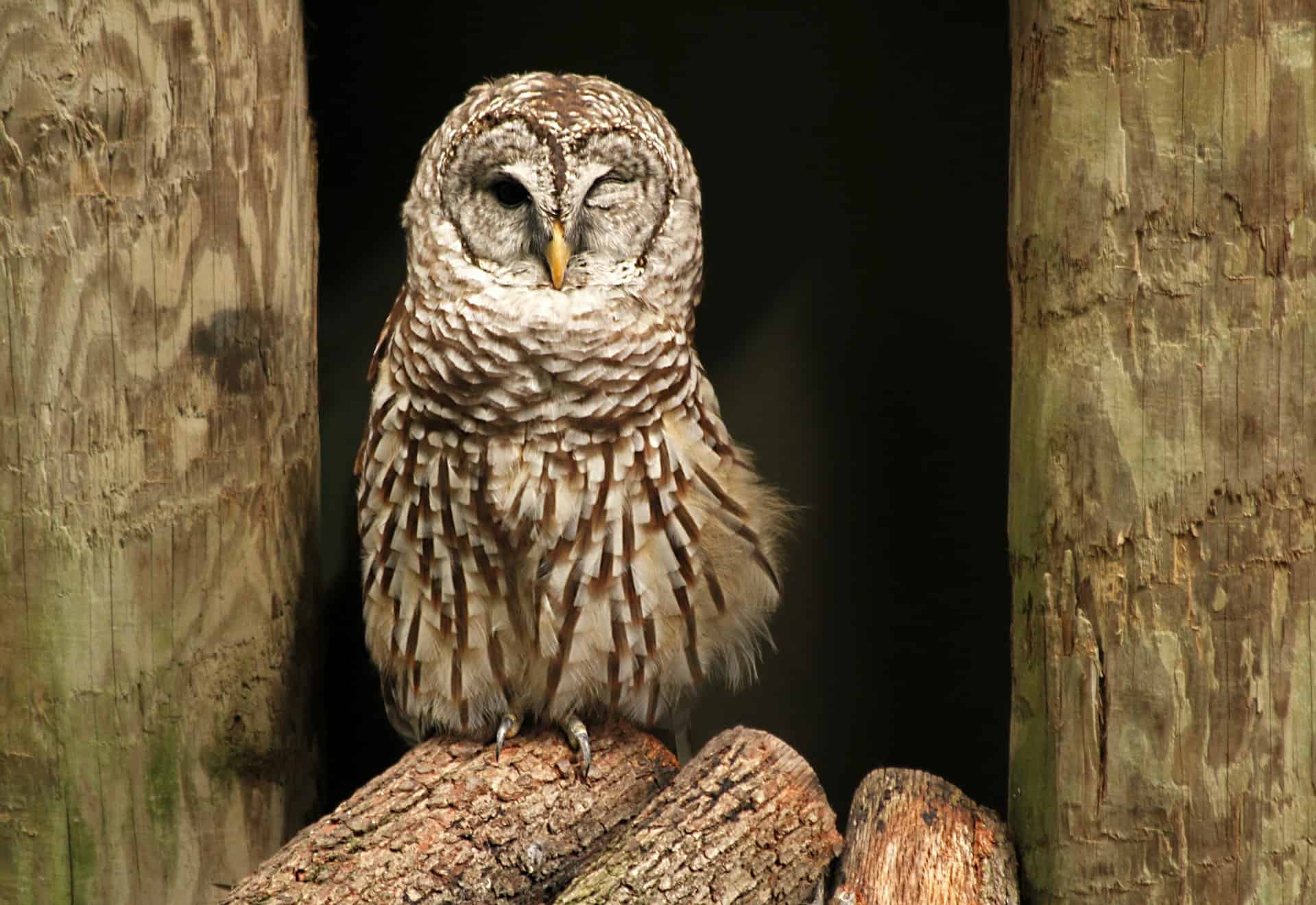 why do owls sleep during the day