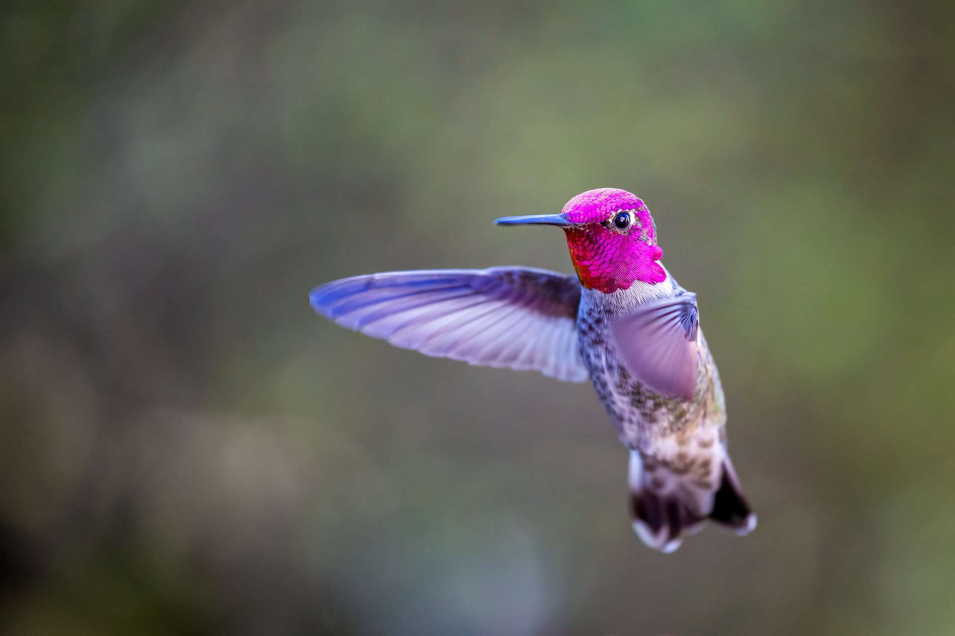 a pink and green humming bird