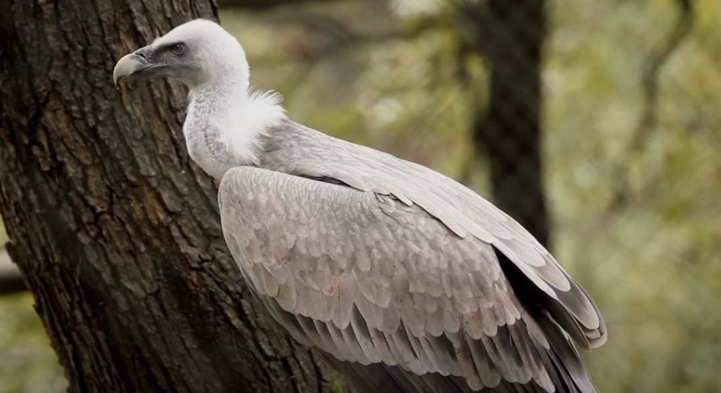 Griffon vulture eagle