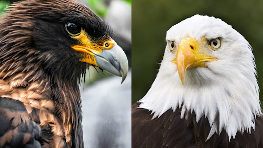 A picture of a golden eagle & a bald eagle