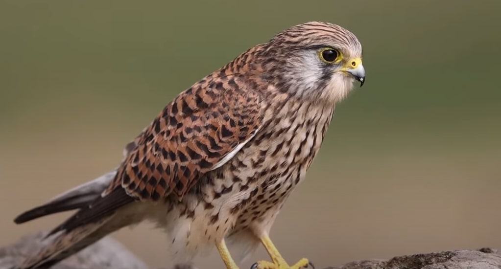 kestrel falcon