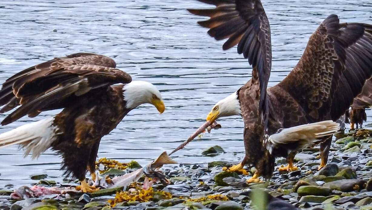 eagles eating their food