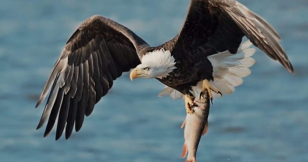 bald eagle hunted a fish