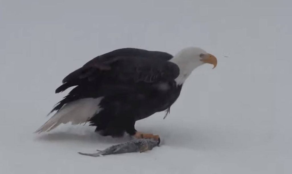 bald eagle hunted fish