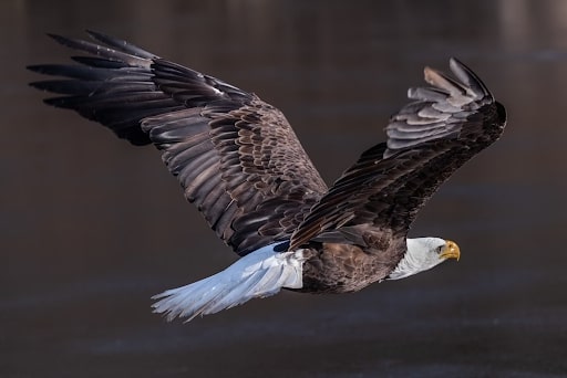 a bald eagle flying on the sky