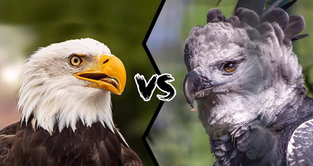 bald eagle vs harpy eagle