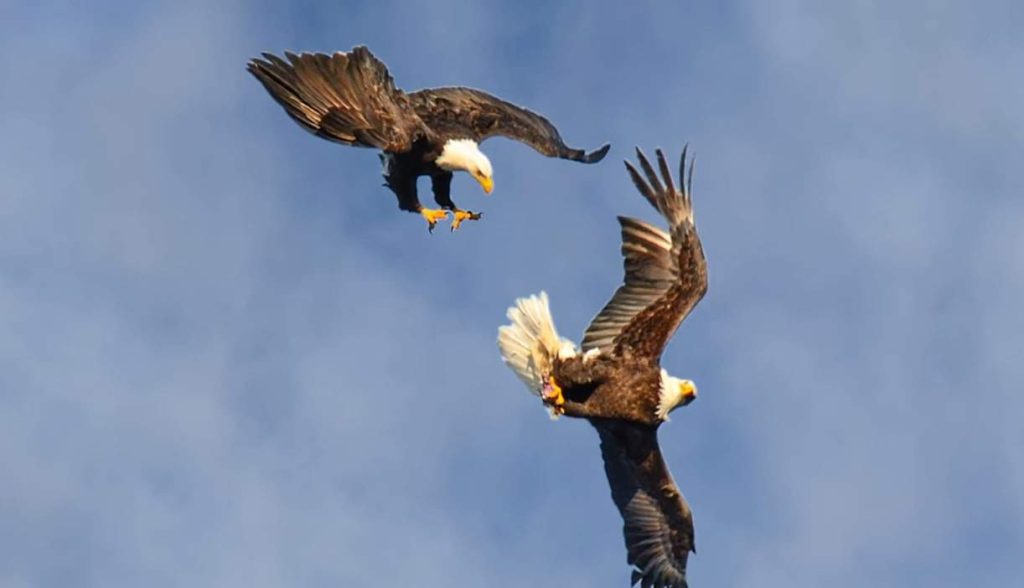 bald eagles flying on the sky
