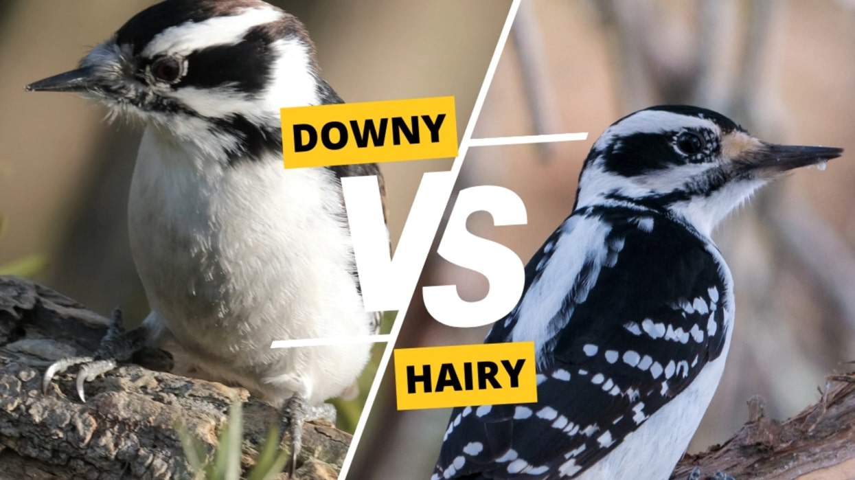 downy vs hairy woodpecker