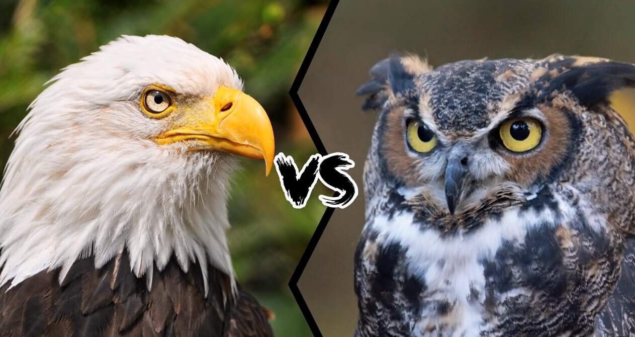eagle vs owl