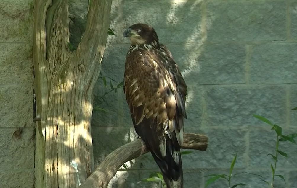 juvenile bald eagle 1 1/2 Years