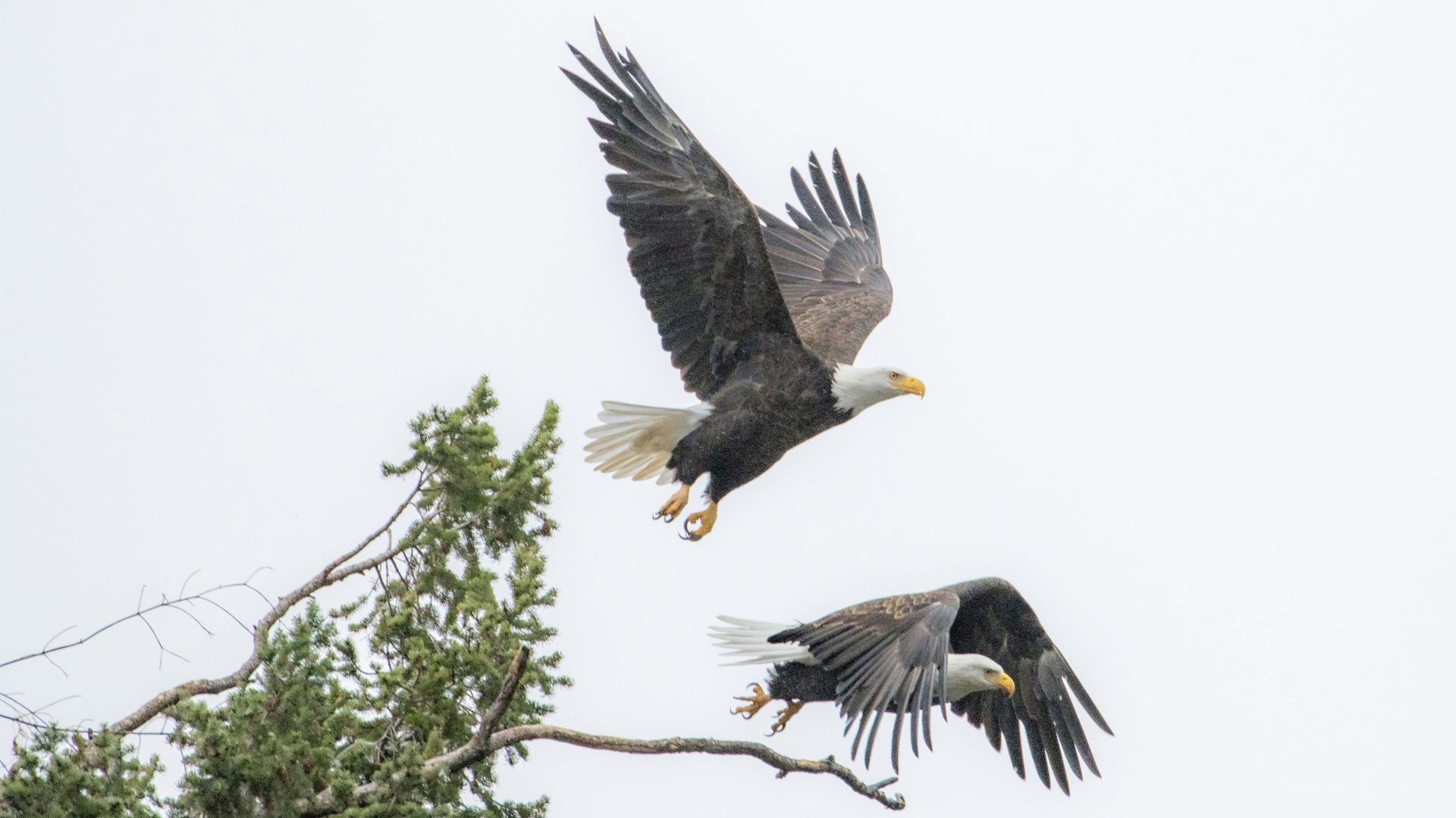 a male & a female bald eagle flying on the sky