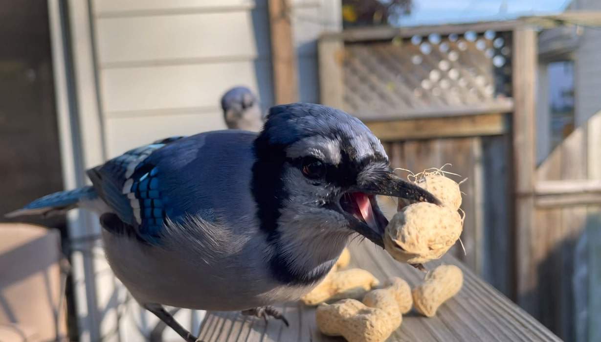 blue jays eating peanuts