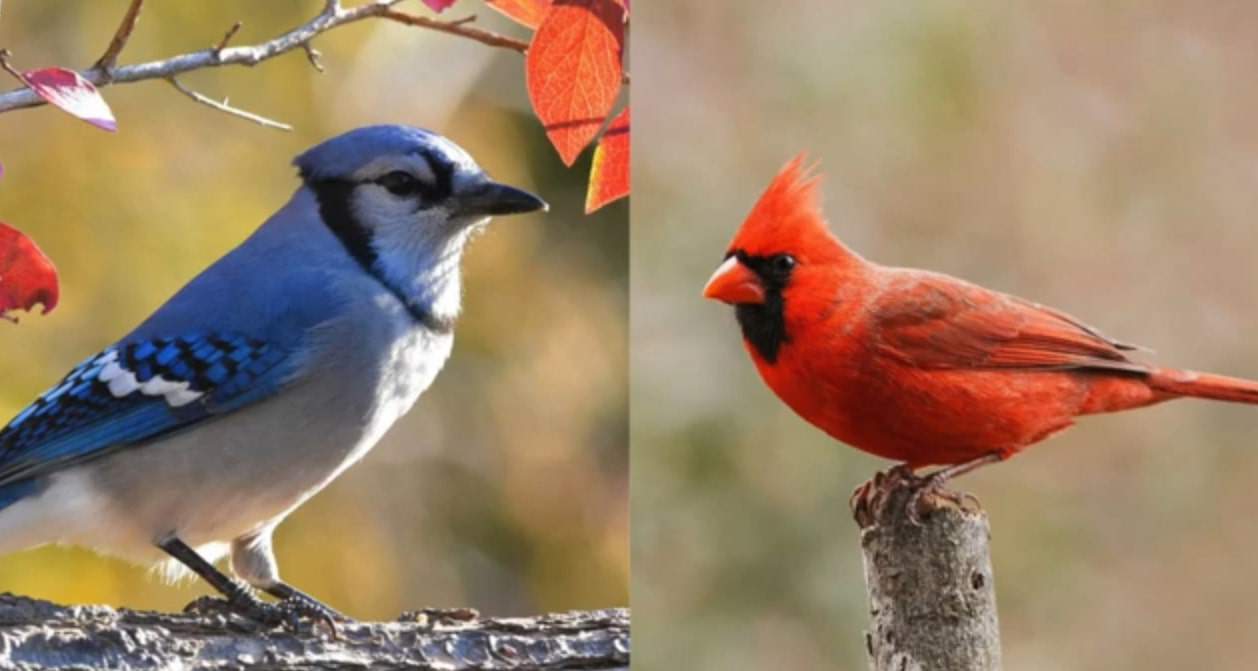 cardinal vs blue jay