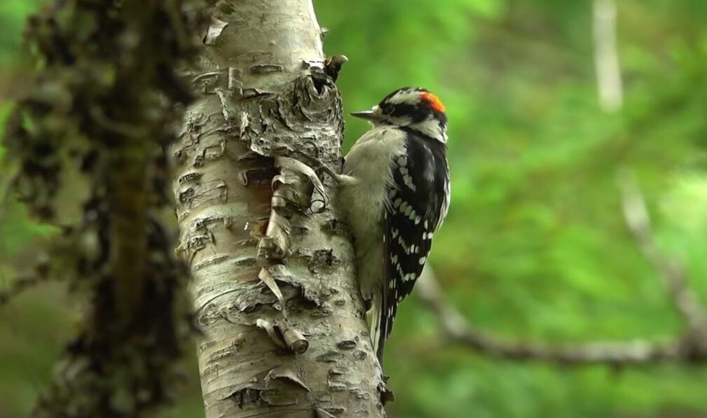 Downy Woodpecker 