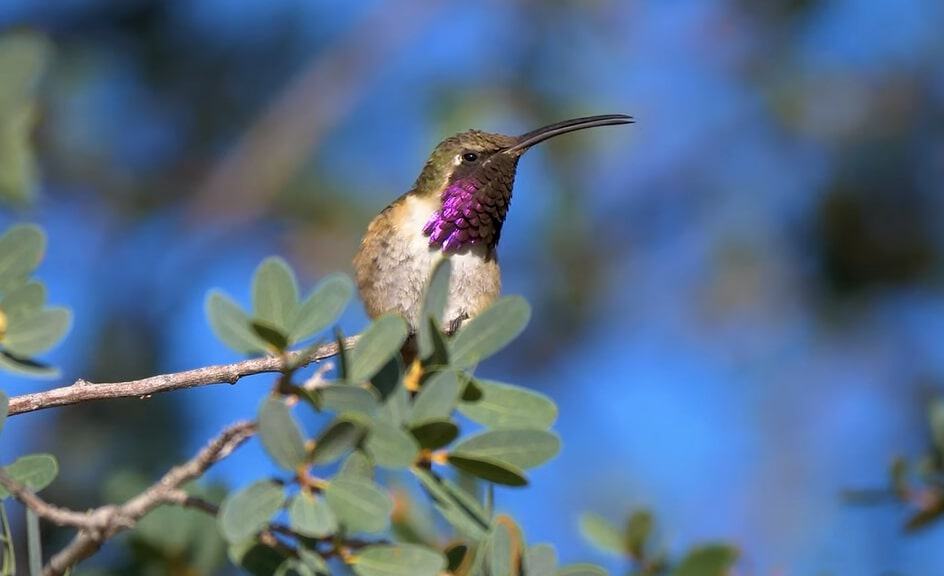 Types of hummingbirds